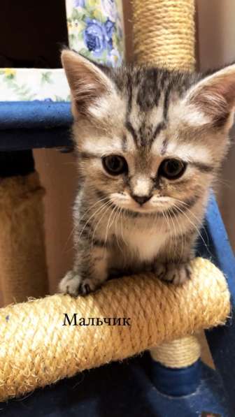 Милые шотландцы ищут своих хозяев !