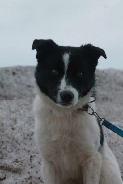 Стрелка ищет дом!!! в Чайковском фото 5