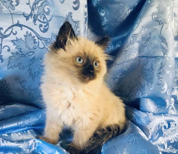 Котенок Невский Маскарадный в Санкт-Петербурге фото 3