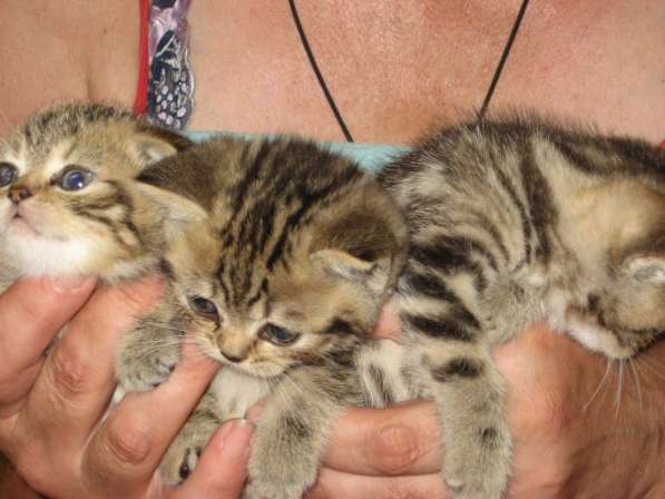 Котята шотландской породы в Самаре фото 19