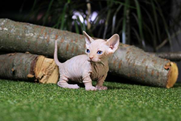 Бамбино кошка карлик на коротких лапках. Голубоглазый мальчи в фото 4