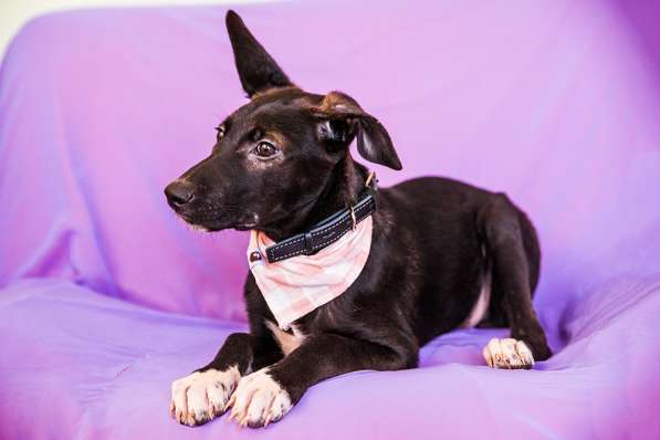 Крошка Фиби ищет родителей! В добрые руки! в Москве фото 12