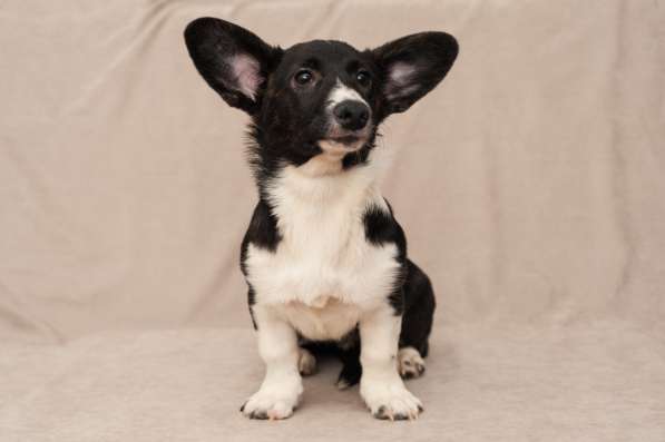 Щенки Вельш-Корги Кардиган в Воронеже фото 16