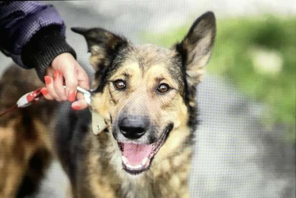 Умнейший пёс Сеня ищет дом и любящую семью