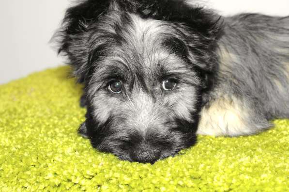 The Skye Terrier. Puppies в фото 3