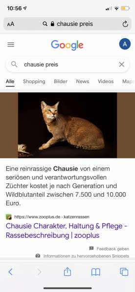 Katze Reinrassige Chausie (F1-F2) в фото 5