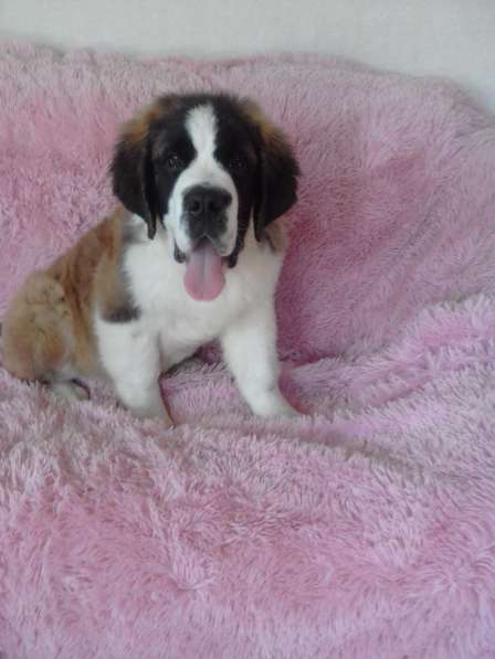 Юный щенок в Белово фото 4