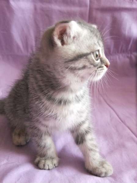 Шотландская вислоухая в Санкт-Петербурге фото 5