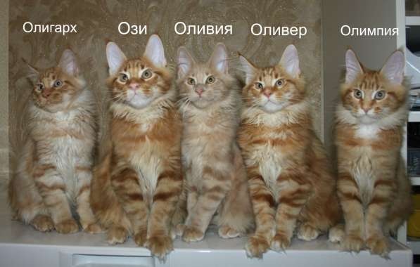 Котята Мейн Кун в Москве фото 10