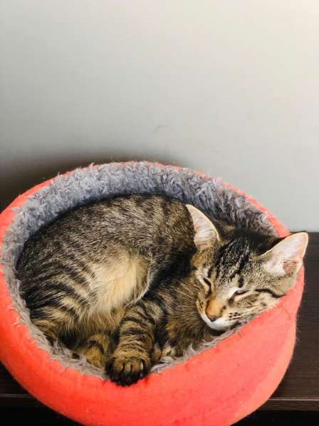 Мурлыка-котенок с дефектом глазика очень ищет дом в Санкт-Петербурге фото 11