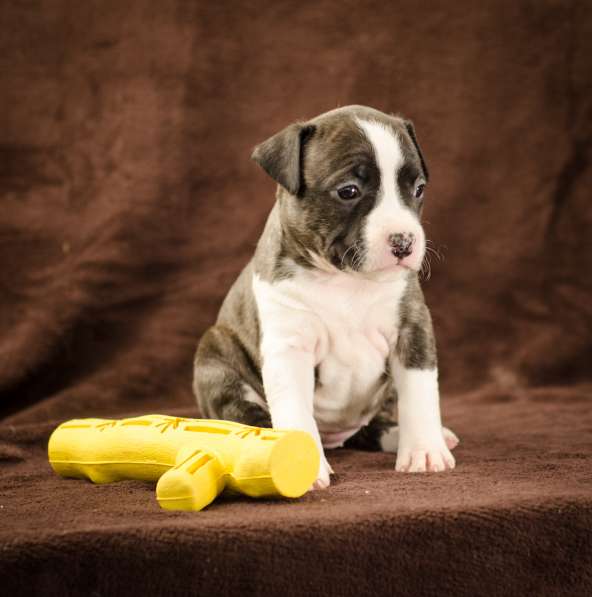 For Sale American Staffordshire Terrier puppy UKU в фото 4