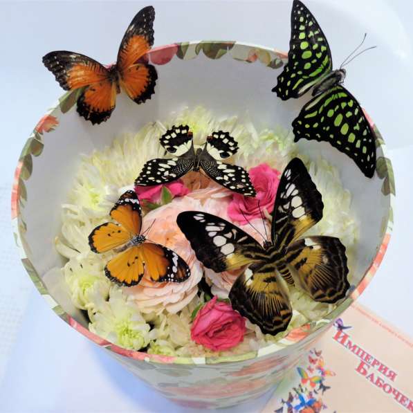 Живые бабочки и Фермы бабочек и куколки на выращивание в Москве фото 16