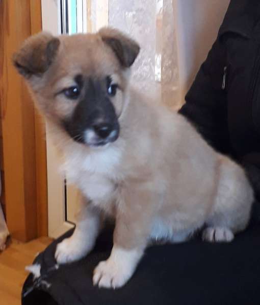 Щенка в добрые руки в Москве фото 8