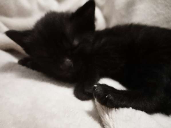 Отдам малышей исключительно в добрые ручки! в Самаре фото 9