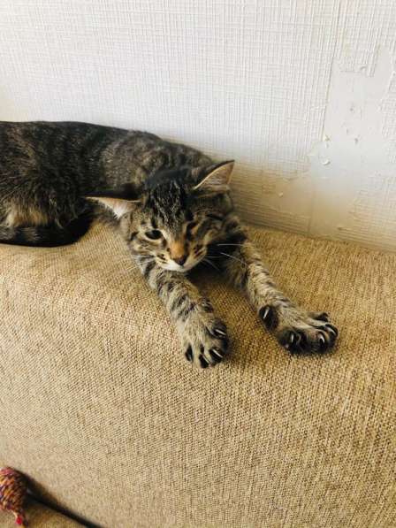 Мурлыка-котенок с дефектом глазика очень ищет дом в Санкт-Петербурге фото 21