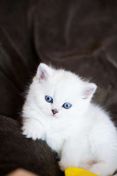Продам шотландских котят шиншиллв затушованной серебром в фото 3