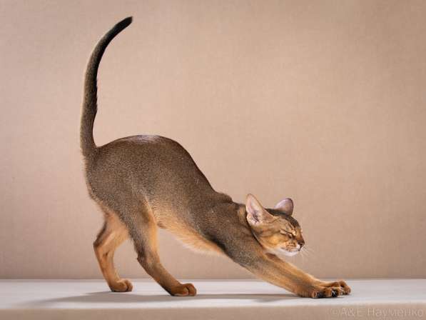 Абиссинские клубные котята раннее бронирование в Люберцы фото 10