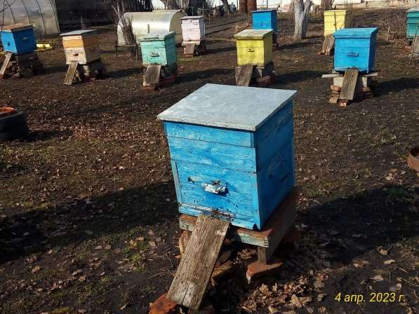 Продаю пчёлосемьи в Туле фото 4