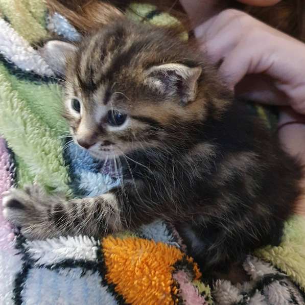 Курильчата в Саранске фото 6