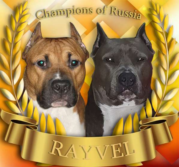 Щенки амстаффа в Москве фото 21