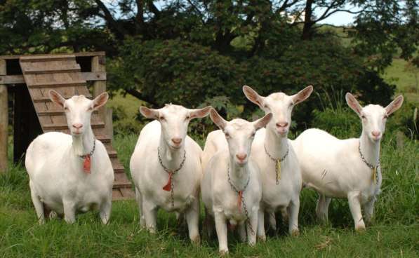 Племенные козы Зааненские (Скот из Европы класса Элита) в фото 7