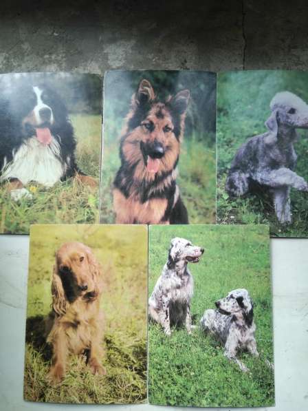 Открытки собак(Чехословакия), животных, птиц в Рубцовске фото 6