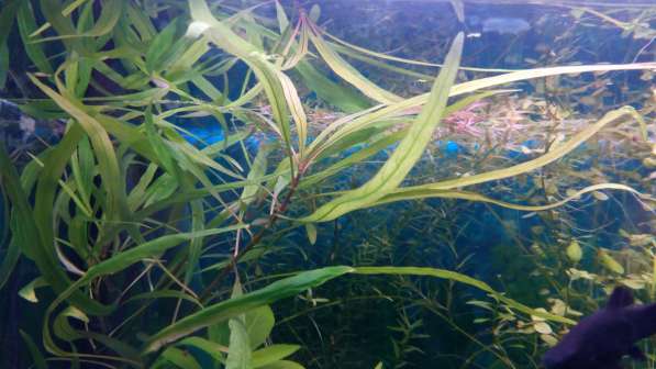 Аквариумные растения, рыбки в Зеленограде фото 4