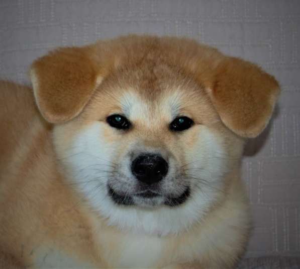 Щенки Акита-ину в Москве фото 7