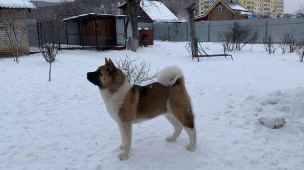 Акита в Ростове-на-Дону фото 30