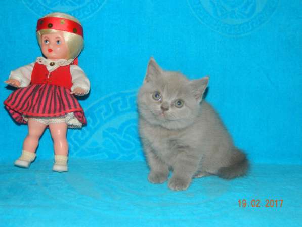 Британские котята из питомника в Новосибирске фото 4