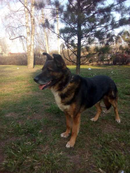 Добрый верный Остап в дар в Москве фото 13