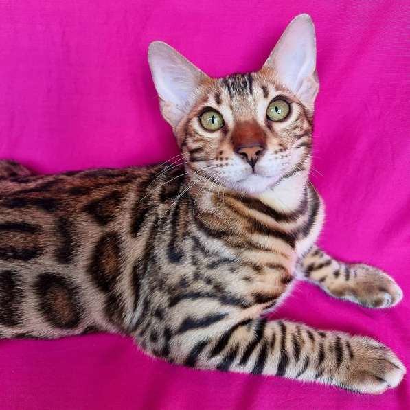 Продается чистокровный бенгальский котенок в фото 6