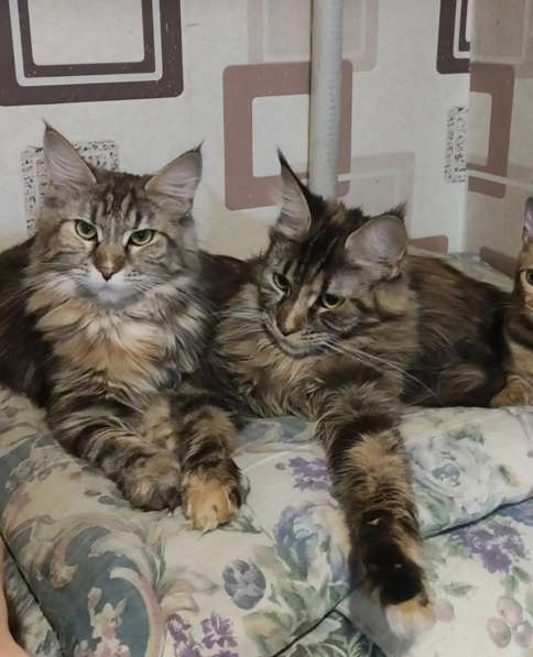 Мейн-кун котята, Ташкент, ищу перекупщика или посредников в фото 16