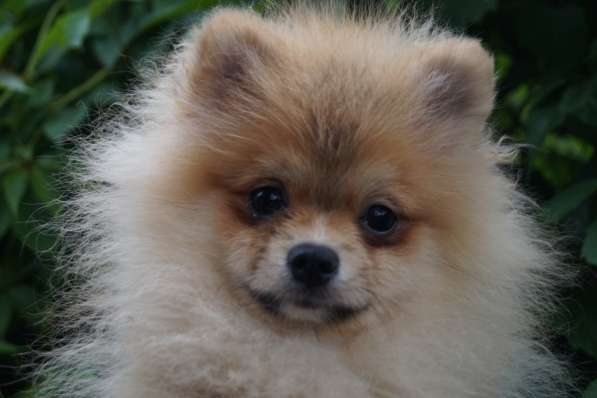 Шпиц мальчик в Москве фото 3