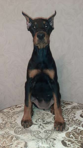Dobermans в Москве