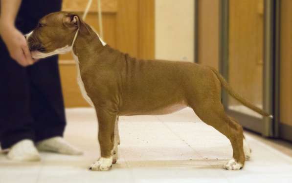 Щенки амстаффа в Санкт-Петербурге фото 12