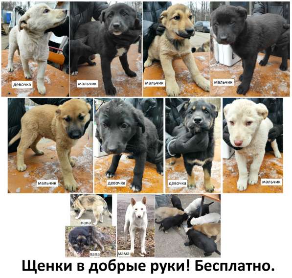 Щенки ищут дом в Москве фото 9