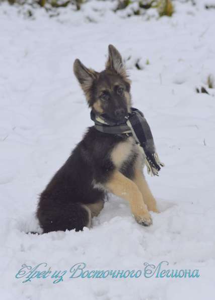Предлагаем щенков ВЕО в Москве фото 7