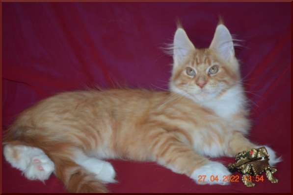 Роскошный черный котик мейн-кун из питомника в Астрахани фото 50