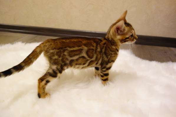 Бенгальские котята в фото 10