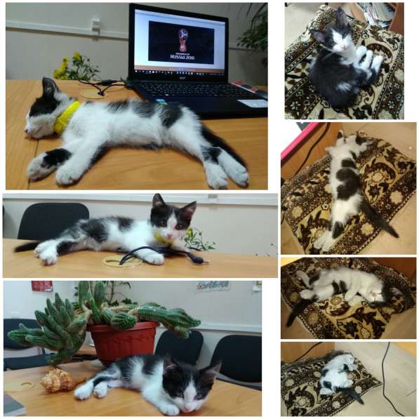 Кошечка Фифа в добрые руки в Ставрополе фото 16