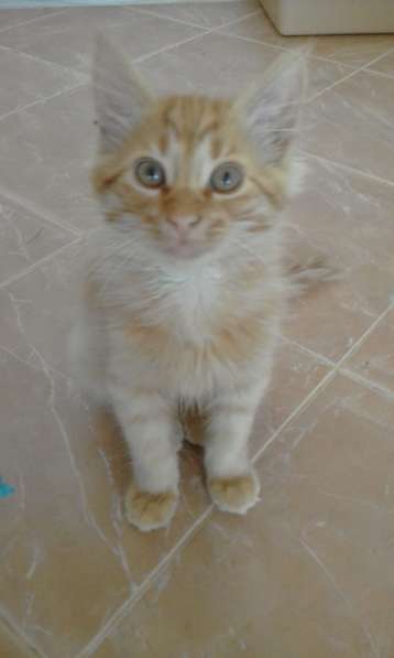 Два прекрасных котенка в Севастополе фото 8