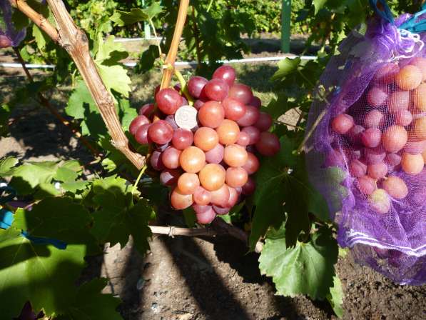 Принимаю заказы на вегетирующие саженцы винограда в Воронеже фото 4