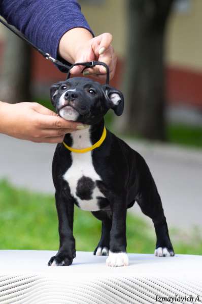 Продажа стаффбуля в Калининграде фото 6