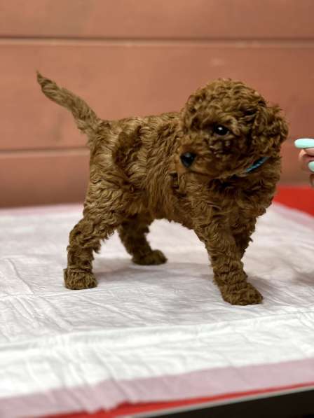 Карликовый Пудель Poodle в фото 18