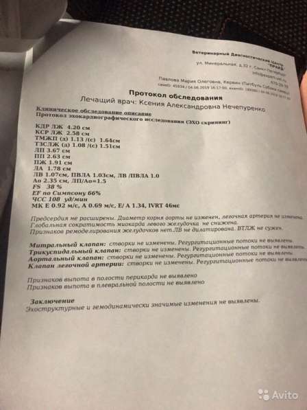 Запись на щенков питбультерьера в Санкт-Петербурге фото 5