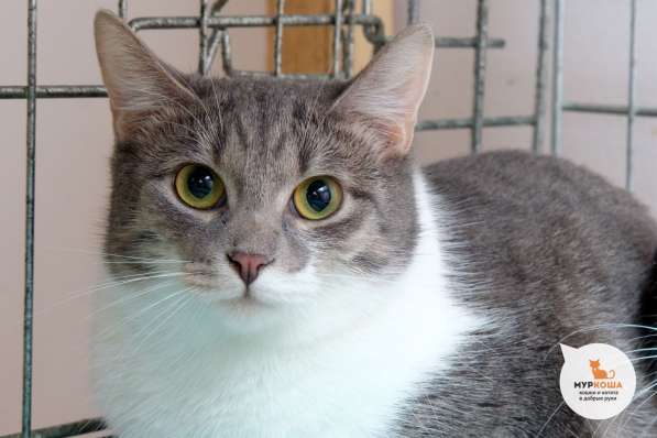 Раффаэлка заставит вас забыть об одиночестве в Москве фото 3