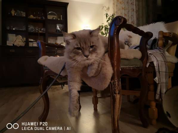 Котята Невские - Маскарадные в 