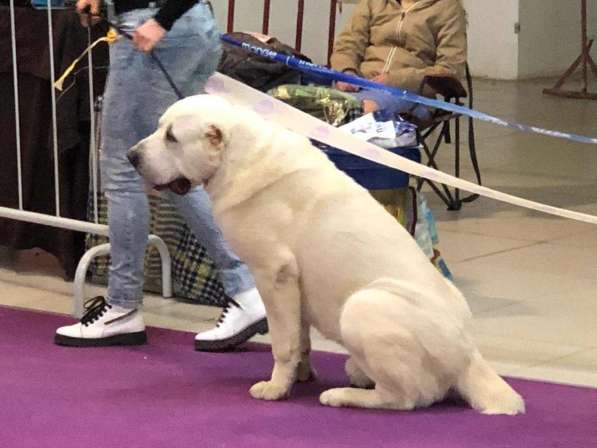 Вязка кобeль СAО Алабай в Балашихе фото 4