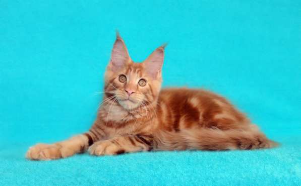 Апельсинки к Новому Году в Рязани фото 21